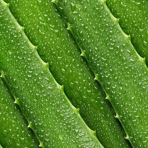 Mario Badescu Aloe Vera Toner for Face | Hydrating Facial Toner for Dry and Sensitive Skin | Gentle Astringent for Face with Aloe Vera to Soothe, Refresh, and Balance Skin | Skincare for Men and Women - Image 5