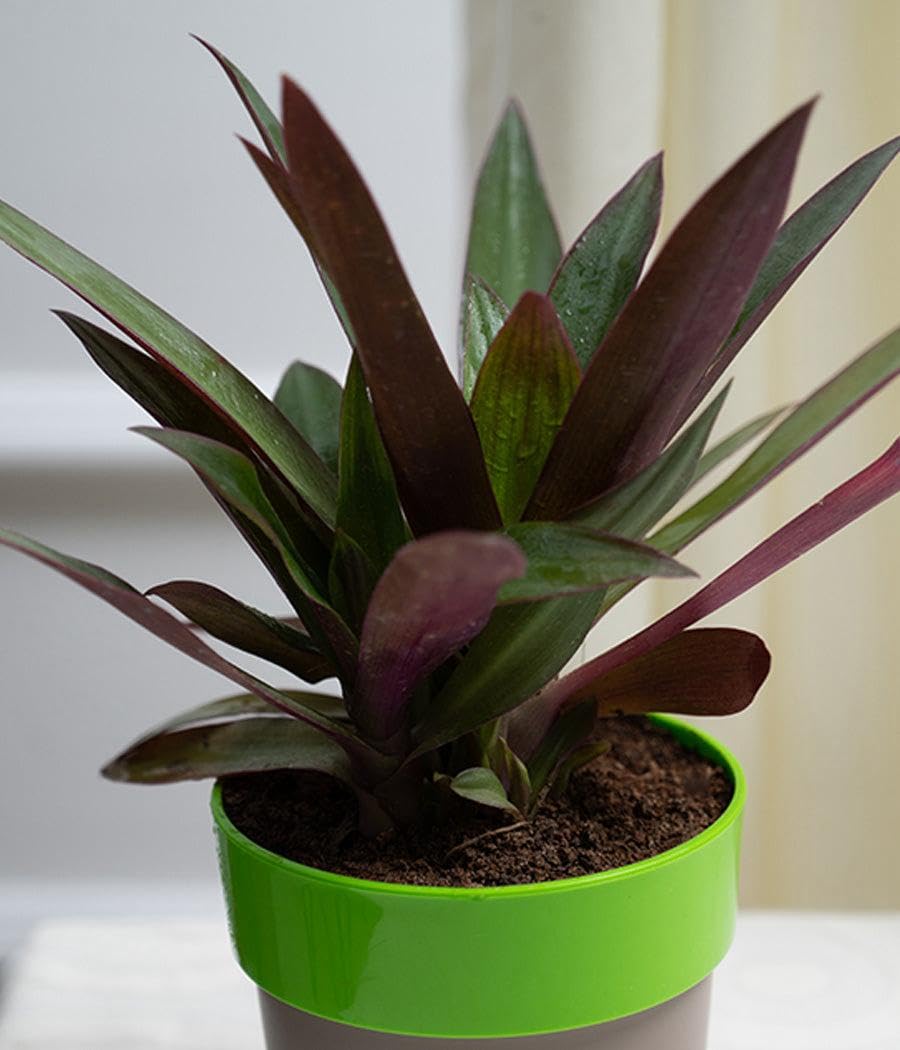 Live Rhoeo Plant (Tradescantia Spathacea) – Easy Grow Indoor/Outdoor Plant | Low Maintenance | Air-Purifying, Colorful Foliage | 1 Heakthy Plant In Pot-image-22