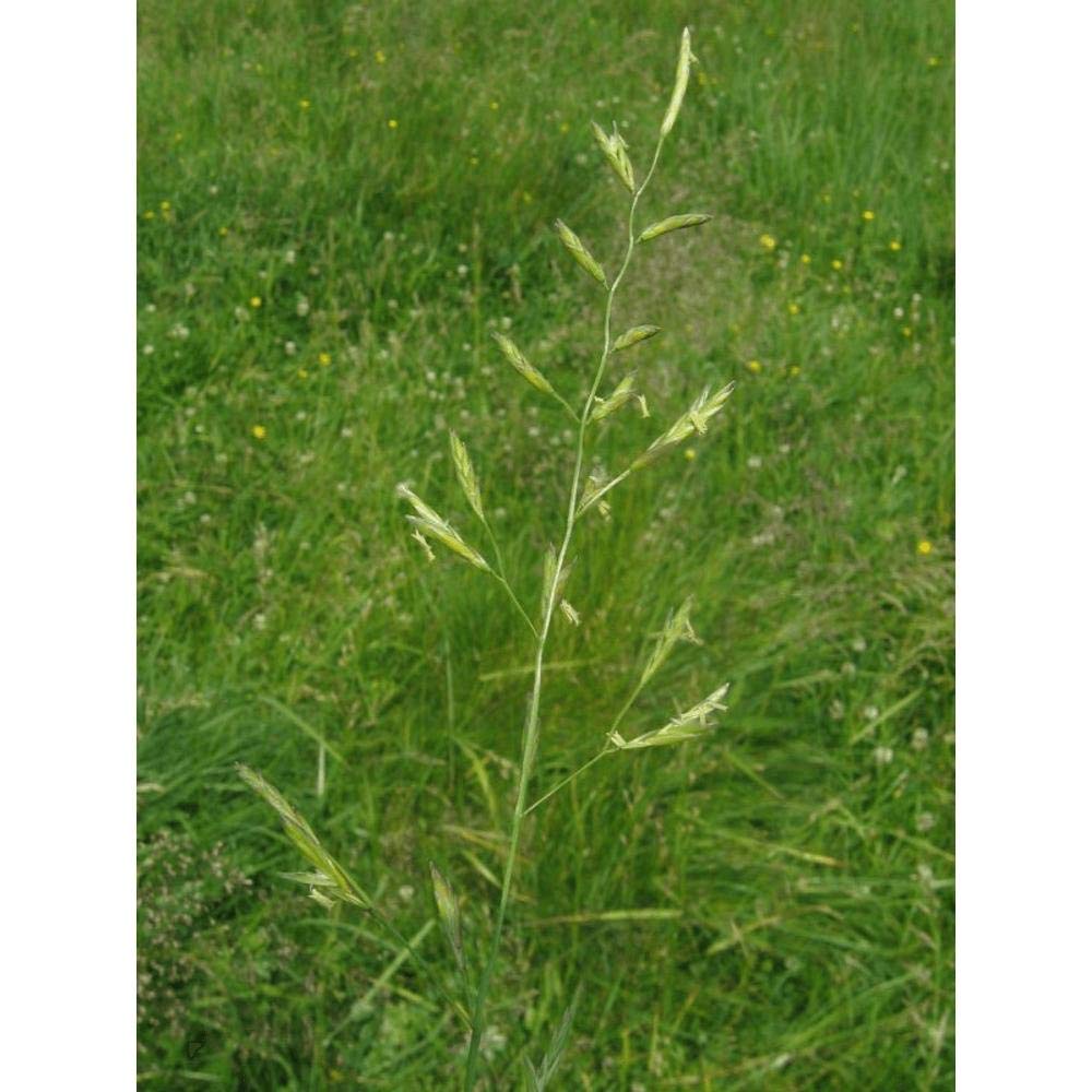 Wiesenschwingel (Festuca Prevenzione) 25 kg Pardus Semi di Erba Einzelgras