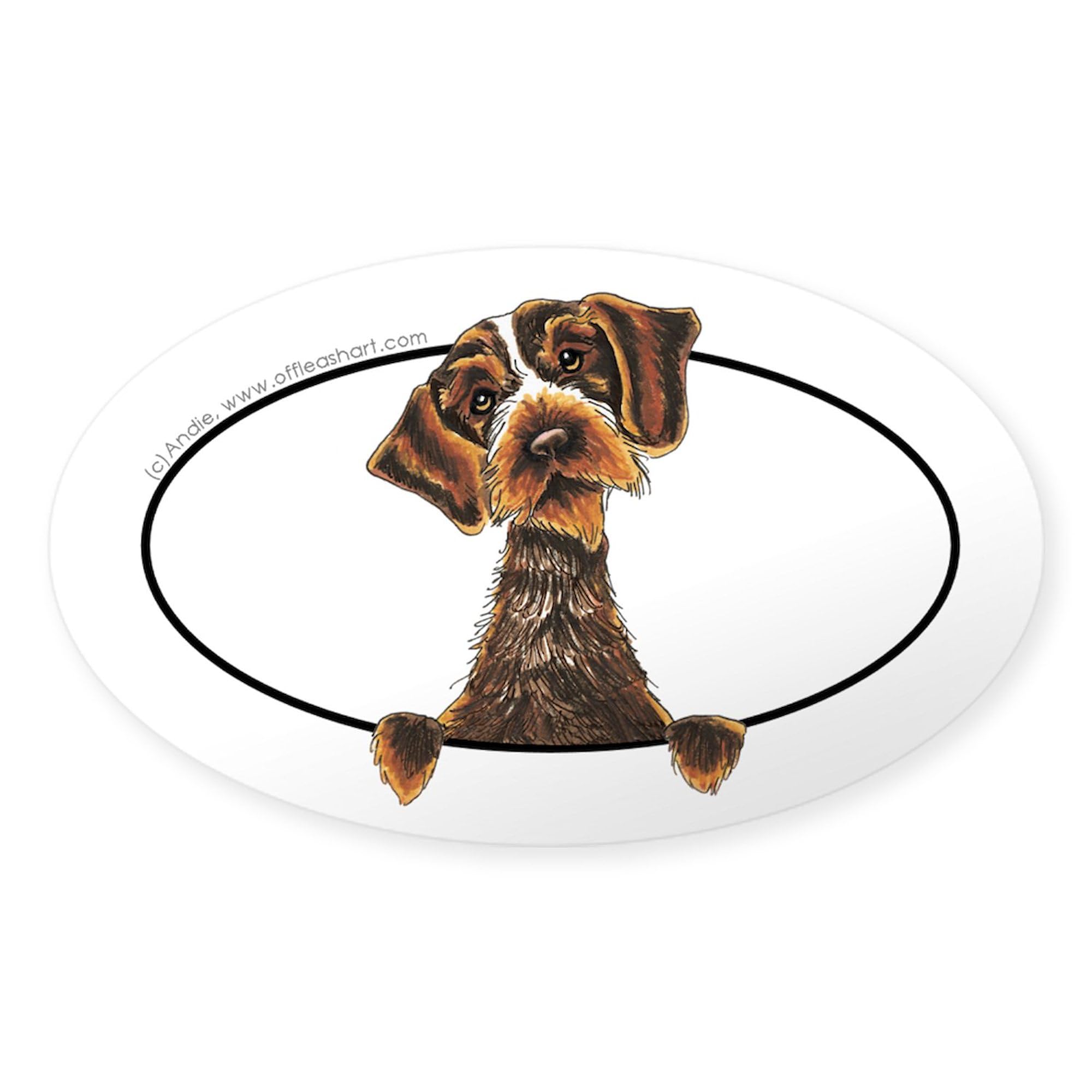 CafePress Wirehaired Pointing Griffon Peeking Bumper Sticker Oval Car Bumper Sticker