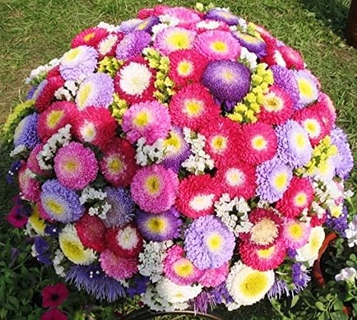 Miniatura 6 de KIRA SEEDS - Semillas Pompon Aster Mix - Flores anuales para plantar - Sin OMG