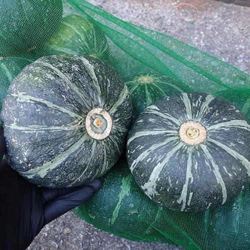 訳あり栗かぼちゃ 約10ｋｇ 沖縄県産（Amazon）