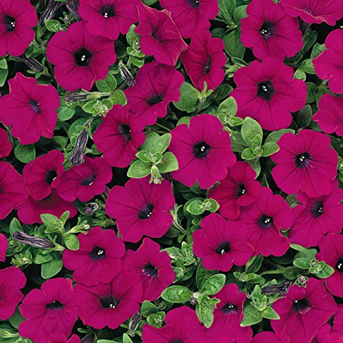 Petunia - Wave Series Flower Garden Seed - 100 Pelleted