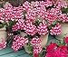 50 Princess Geranium Seeds - My Secret Gardens