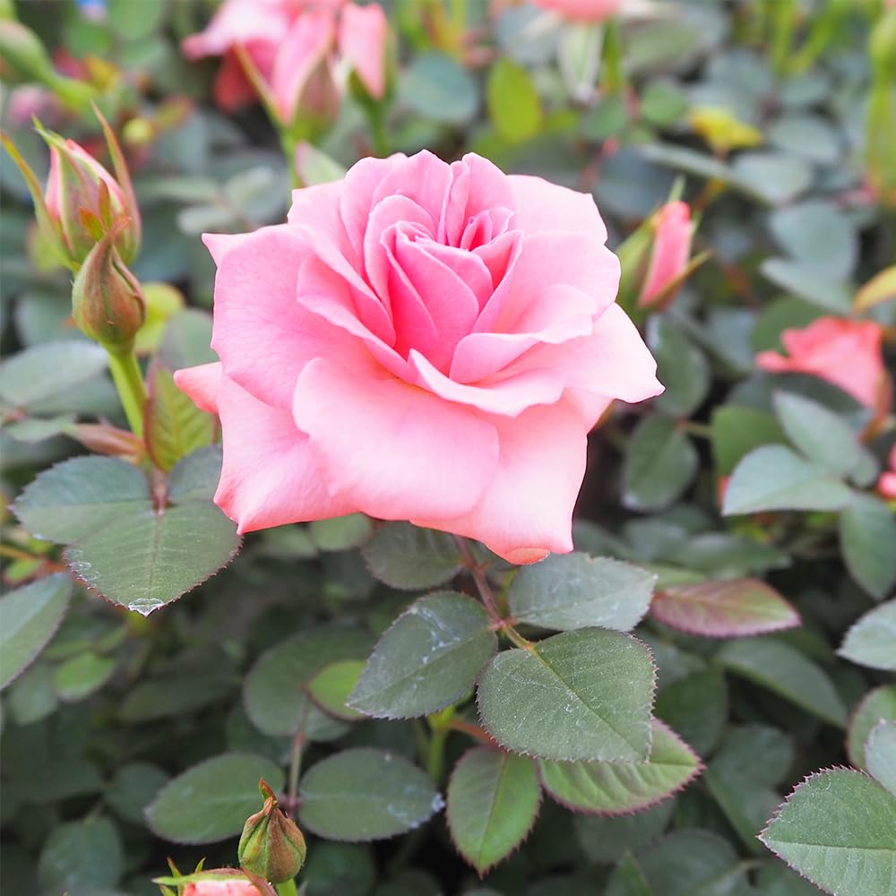 Amazon.co.jp: ITANSE ミニバラ フリーデン 3～4号 1個売り 薔薇 