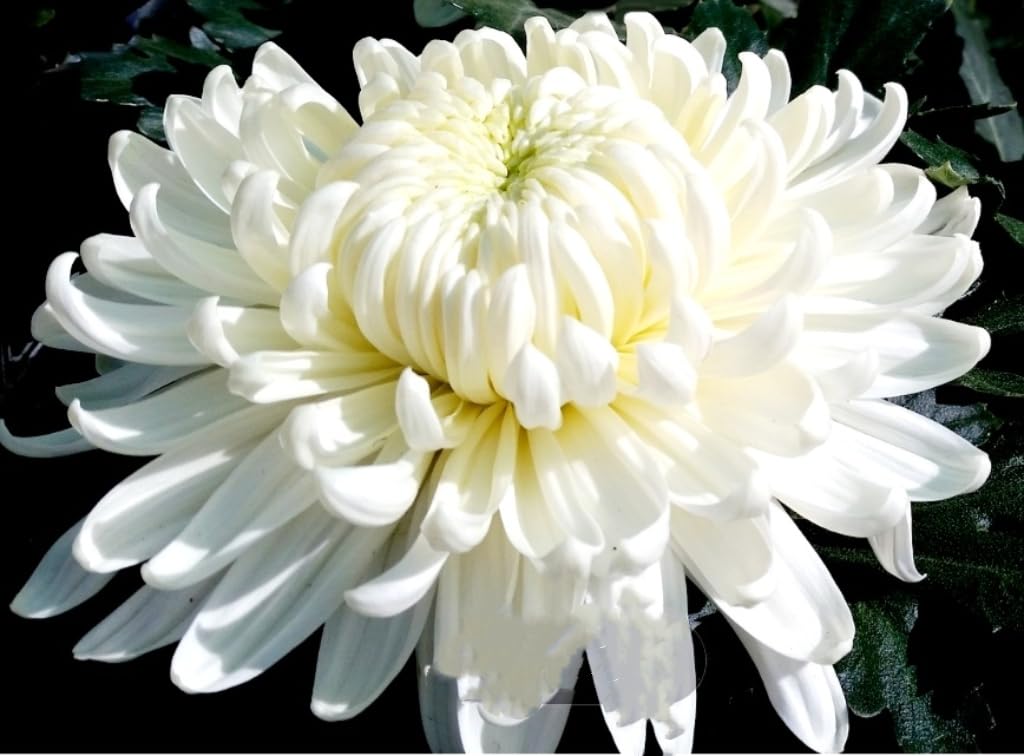 Amazon.com : 120 Chrysanthemum Seeds Authentic Chinese Spider Rare