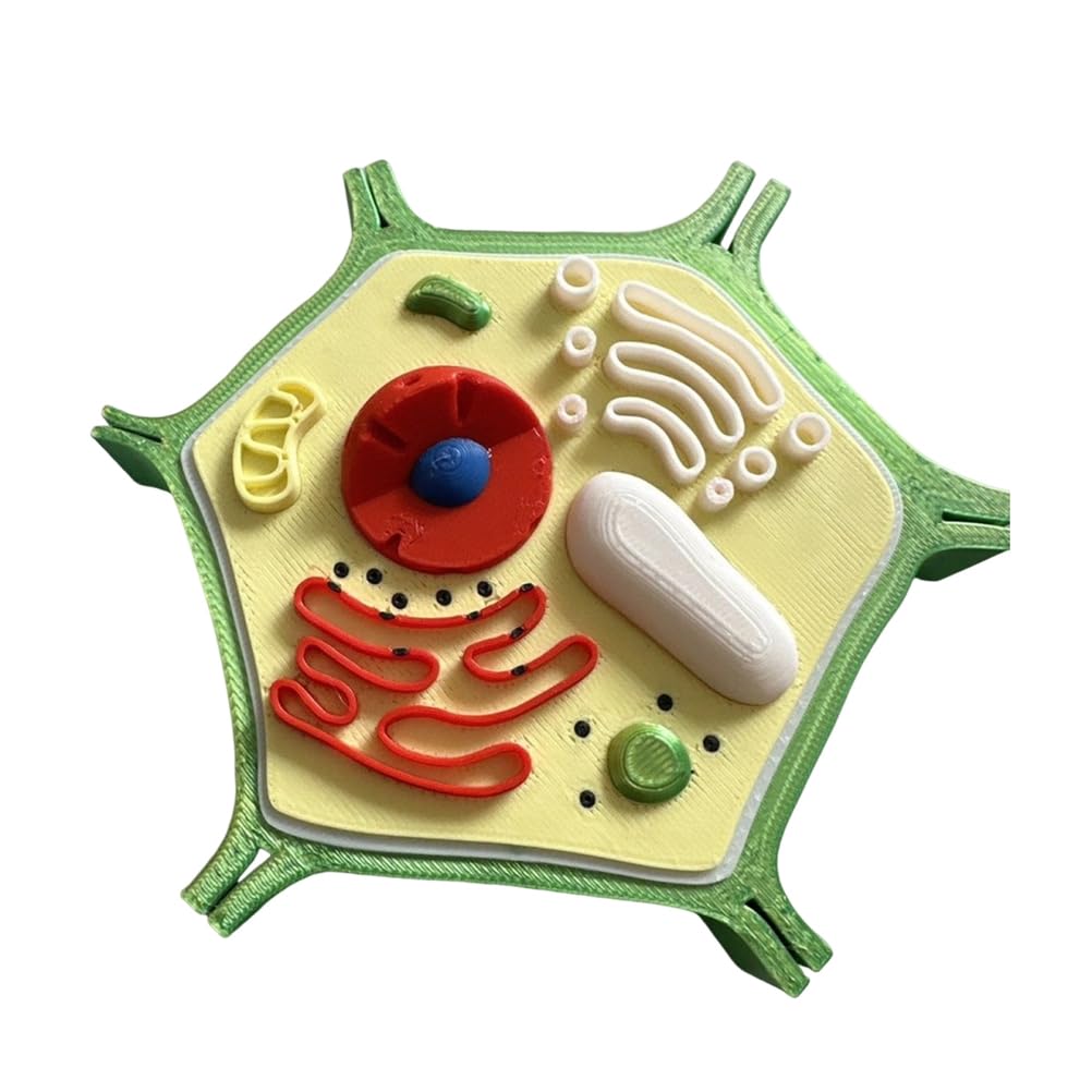 Modello Anatomico della Struttura delle Cellule Vegetali Modello Didattico di Biologia per Laboratorio e Scopi di Ricerca