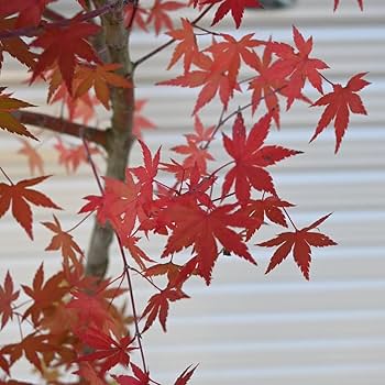 Amazon.co.jp: ヤマモミジ 山もみじモミジ苗 山紅葉苗木 1本庭木