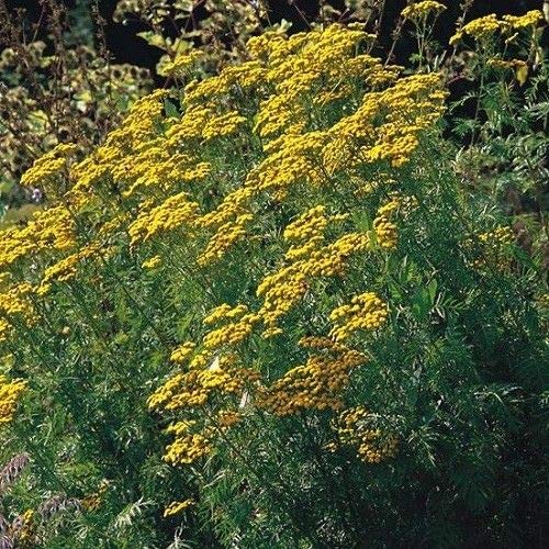 Herb Seeds - Tansy - 5000 Seeds by Wafer