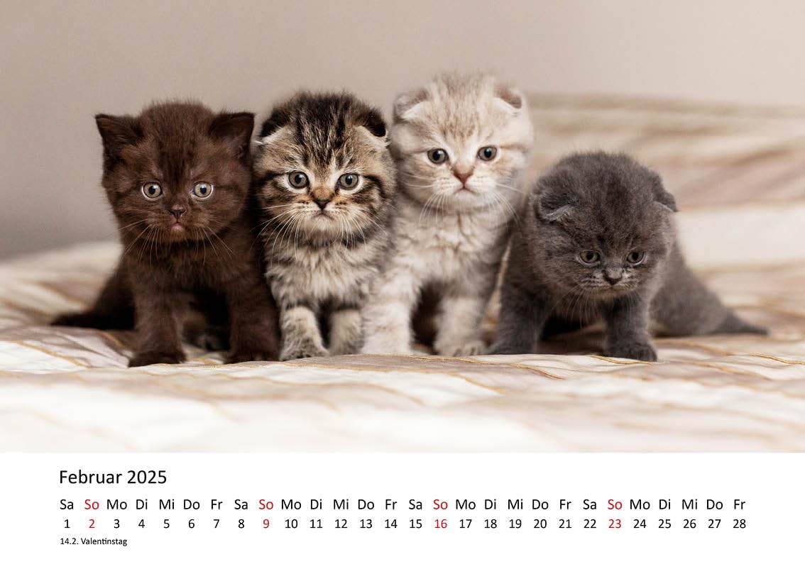 Regalo Amantes Gatos Edition Seidel Calendario Premium Con Diseño De Gatitos Mágicos 2026 Calendario Espiral Plateada