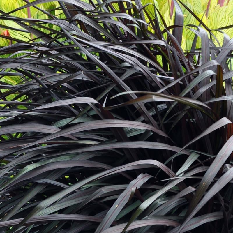 2 Black Fountain Grass Plants Live for Planting, Ornamental Grass for Landscaping, Hardy Grasses Clupms 4-7 Inch Tall Well Rooted