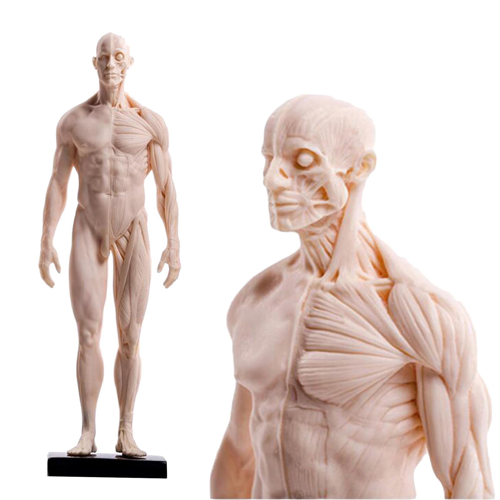 YNIYUJKL Human Anatomical Muscle Bone Model - Human Body Musculoskeletal Anatomy Model - 11-Inch Tall Anatomical Reference For Artists,C,B