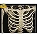 Life-Size Poseable Skeleton Halloween Decoration, White, Plastic, Full Body Anatomical Model, Indoor Display Prop (90CM)