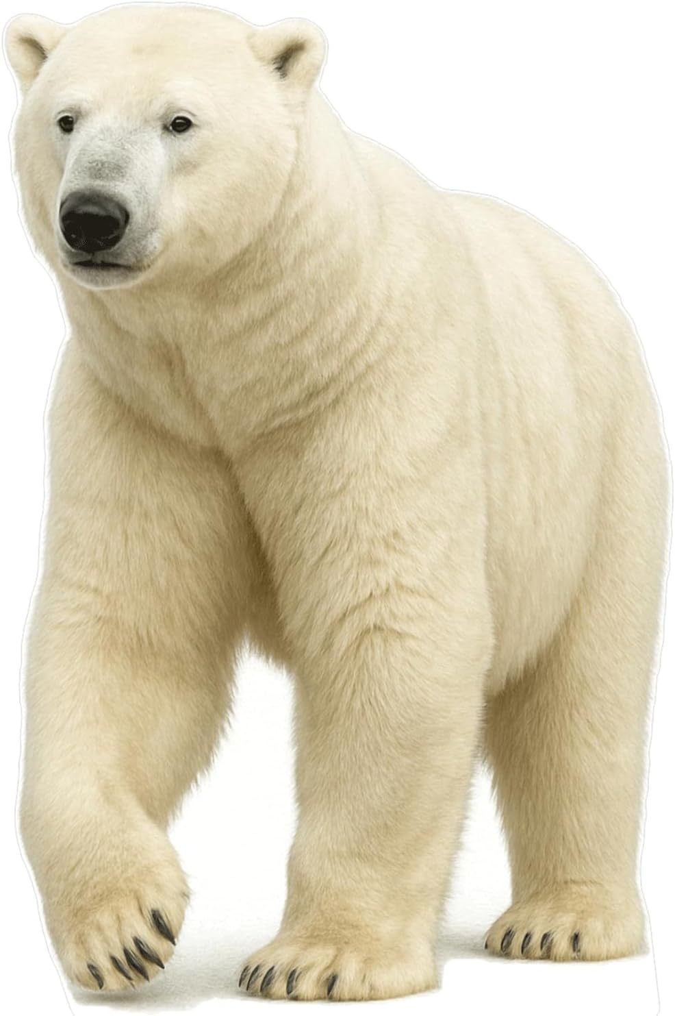 Polar Bear Cutout Life-Size Standee