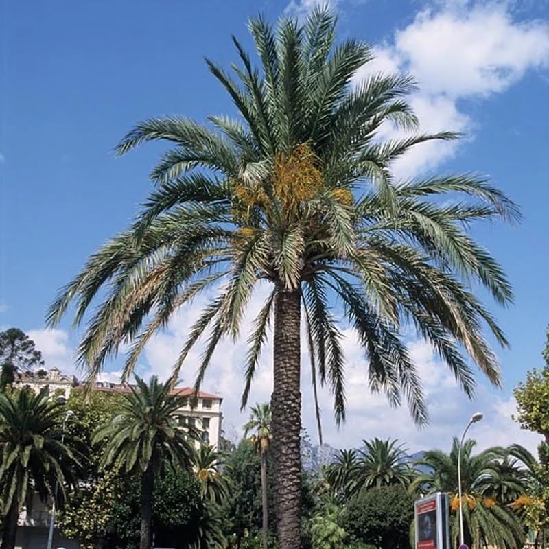 Phoenix dactylifera (Date Palm Tree) Tree Seeds, Tall and Graceful Appearance, Seeds by MySeeds.Co, You Choose The Amount (1/4 LB)