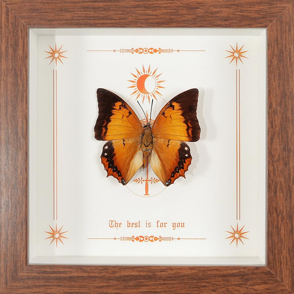 Taxidermy Butterfly Framed, Real Butterfly Specimen in Wooden Frame 5.8" x 5.8", Ideal for Science Study and Desktop Wall Decor (Charaxes Butterfly)