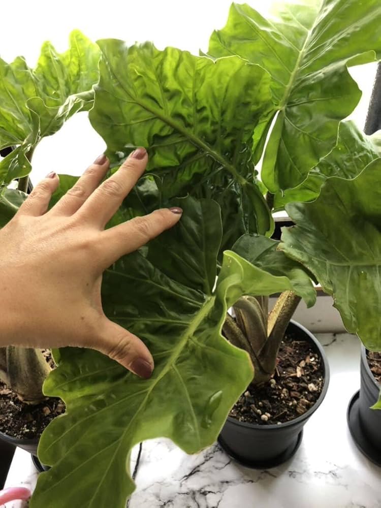 Amazon.co.jp: レアなアロカシア ラウテルバキアナ ローライダー