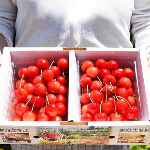 [先行予約]令和8年産 さくらんぼ 「佐藤錦」 1kg(500g×2パック)秀品 Lサイズ以上 2026年産 山形県産 [2026年6月上旬頃〜下旬頃発送予定]※ 配送不可 沖縄・離島