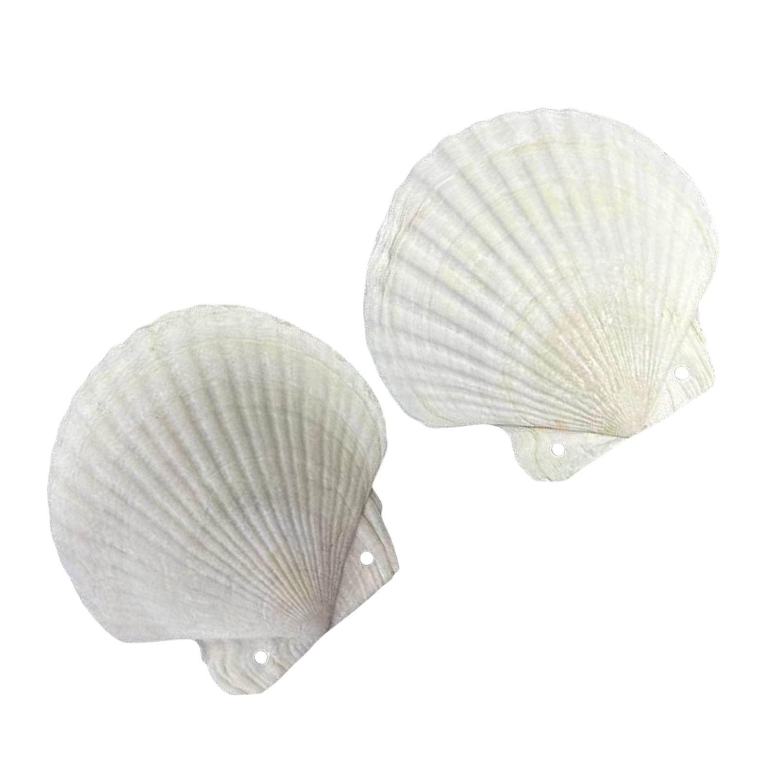 Buxuaaaa Reflliable Notebook Natural Shell Shape Binder Planner Journal Notepads for Creative Minds and Nature Styles Writing Unique Shell Texture