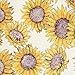 Burt's Bees Baby Baby Girls' Pajamas, Tee and Pant 2-Piece Pj Set, Sunflower Fields, 18 Months