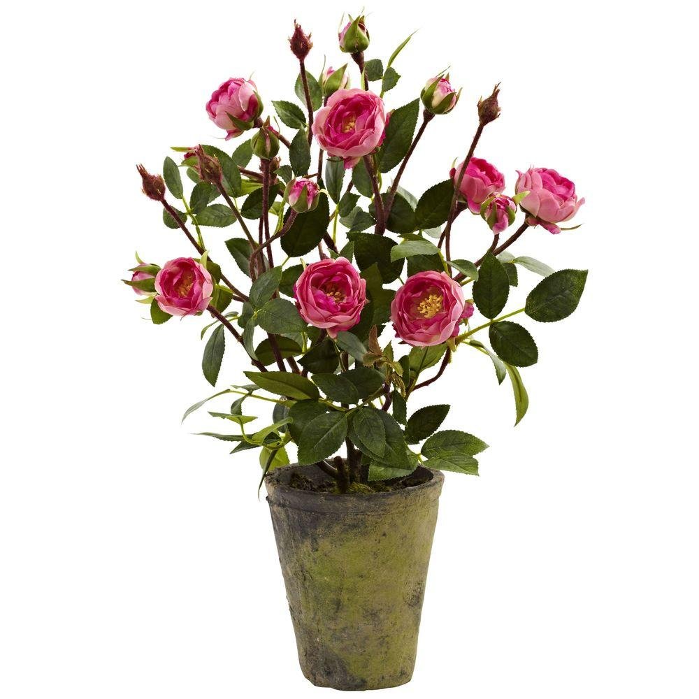 Mphmi Nursery Delhi NCR Rose (Orange) - Plant (B0CHCHSRP9) Amazon Price History, Amazon Price Tracker
