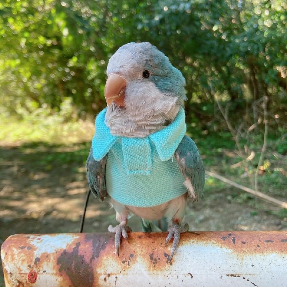 Parrot Bird Supplies, Light Flying Clothes, Warm and Comfortable, Tiger Skin, Green Cheek Parrot, Little Sun Parrot, Monk Parrot, Starling, mynah, Senegal Parrot, mini Macaw Sweater (L)