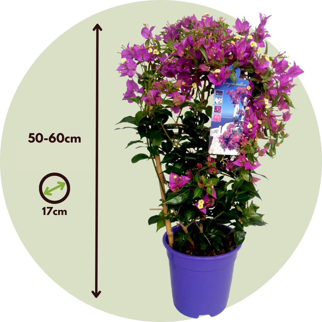 Plant in a Box - Bougainvillea 'Alexandra' - Violet - Plante grimpante - Plante de jardin - Pot 17cm - Hauteur 50-60cm