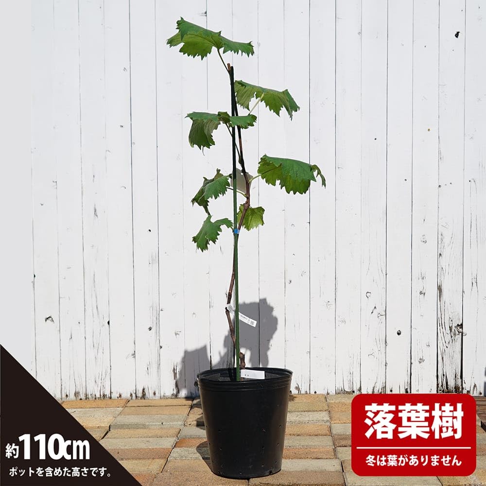 BKシードレス PVP種無し葡萄苗木 国華園オンラインショップ / 果樹苗 ブドウ BKシードレスPVP 1株