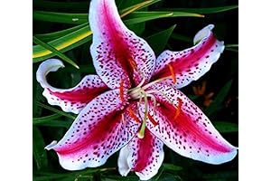 Enchanting Stargazer Lilies: A Symphony of Beauty and Fragrance