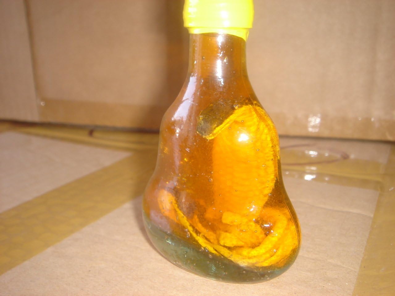 Real Cobra Snake in a Small X O Glass Bottle 4 Inch Tall