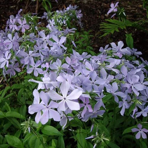 12 unità Phlox Divaricata 'Clouds Of Perfume' - Phlox Divaricata Vaso 9x9cm ±1 m² - Phlox con Fiori Profumati e Crescita Vigorosa