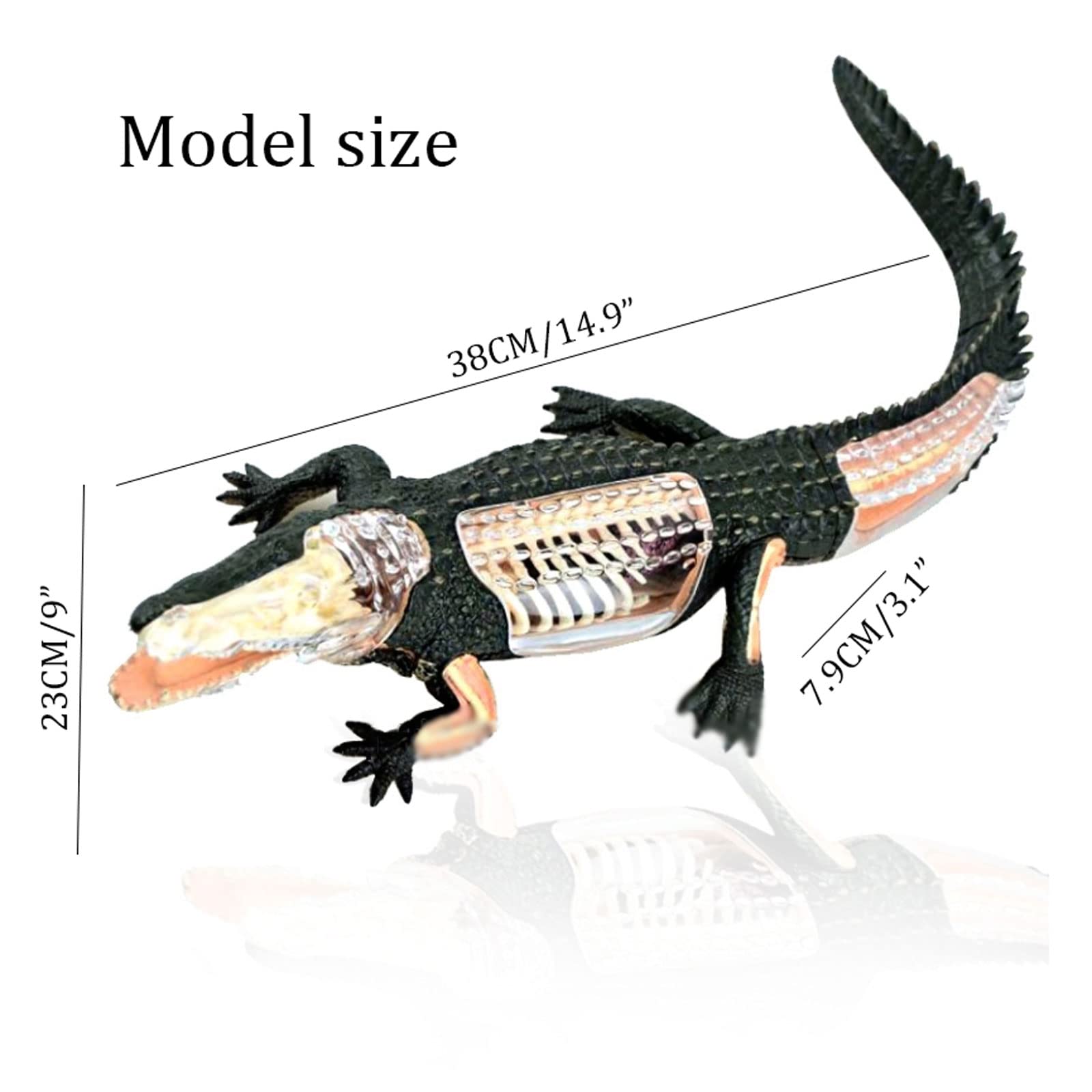 Amazon.co.jp: 人体模型 ワニのモデルの解剖学のモデル教育医療器官の