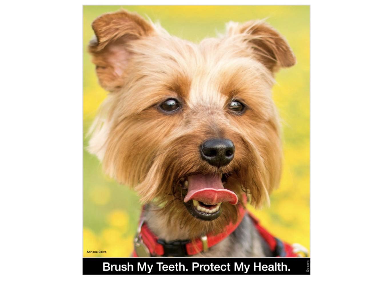 Brush My Dientes Cepillo de Dientes Redondo para Perros