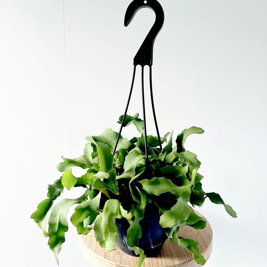 希少価値 「明治節用大全」明治29年発行 （出No.20） 希少価値 「明治節用