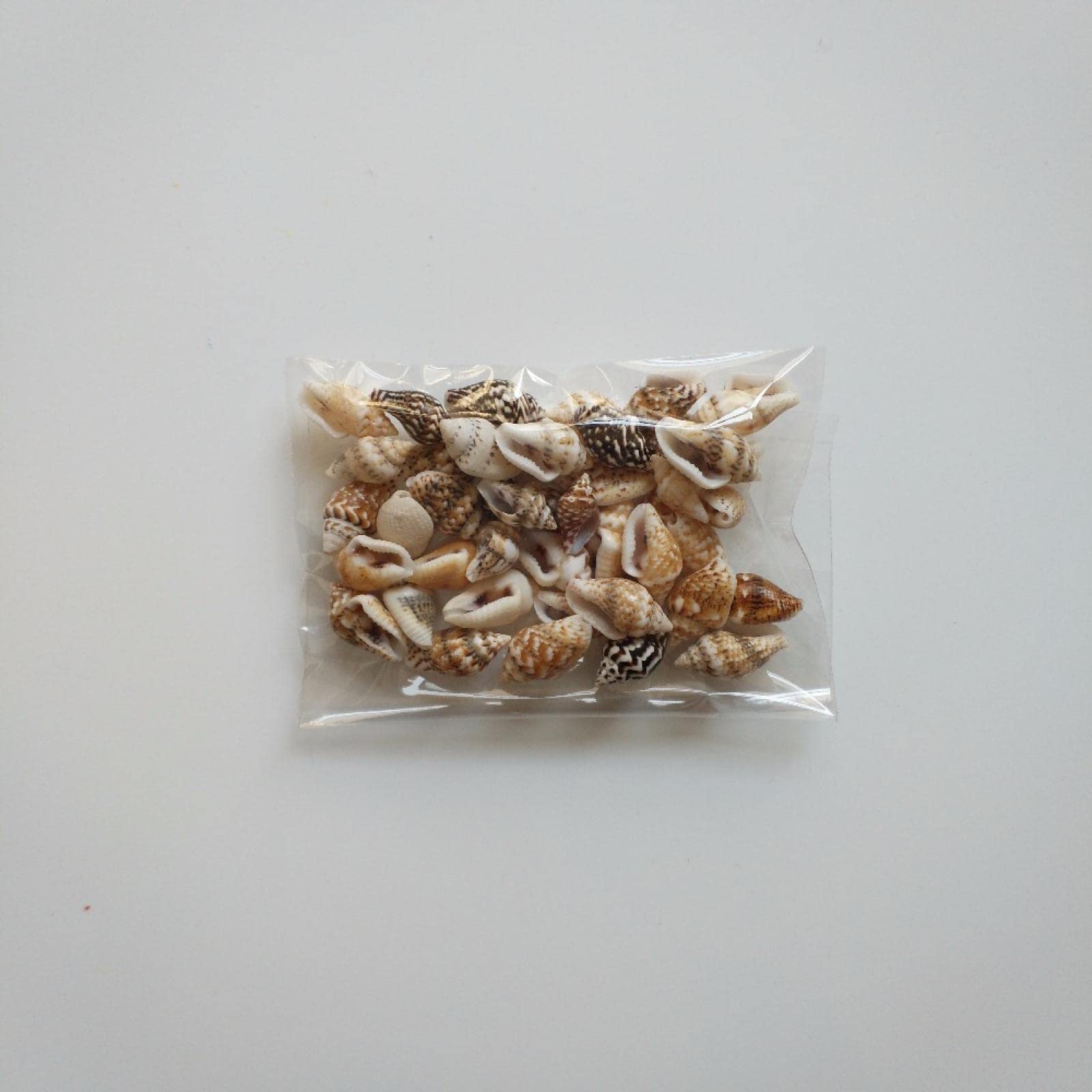 Coquillages de mer naturels : lot de 100 conques pour décorer un aquarium