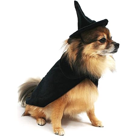 small dog witch costume