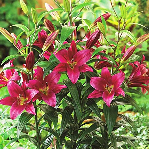2 x Lilium Purple Prince (Treelily) Bulbs – Breath-Taking Colour – Perennial – Amazing Fragrance – for Your Beautiful Garden