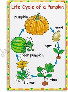 OBWJMS The Life Cycle of A Pumpkin Poster A Biology Classroom Poster (2) Canvas Painting Posters And Prints Wall Art for Living Room Bedroom Decor 08x12inch(20x30cm) Unframe-style