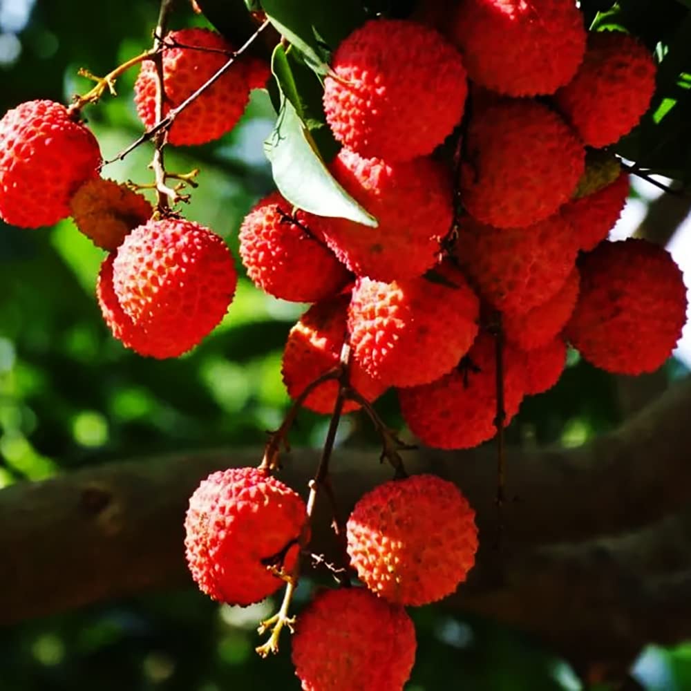 5pcs Lychee Seeds Succulent Fruit Used in Home Backyard Rare Seasonal Plant Strong Aroma Sweet and Tempting Convenient Storage