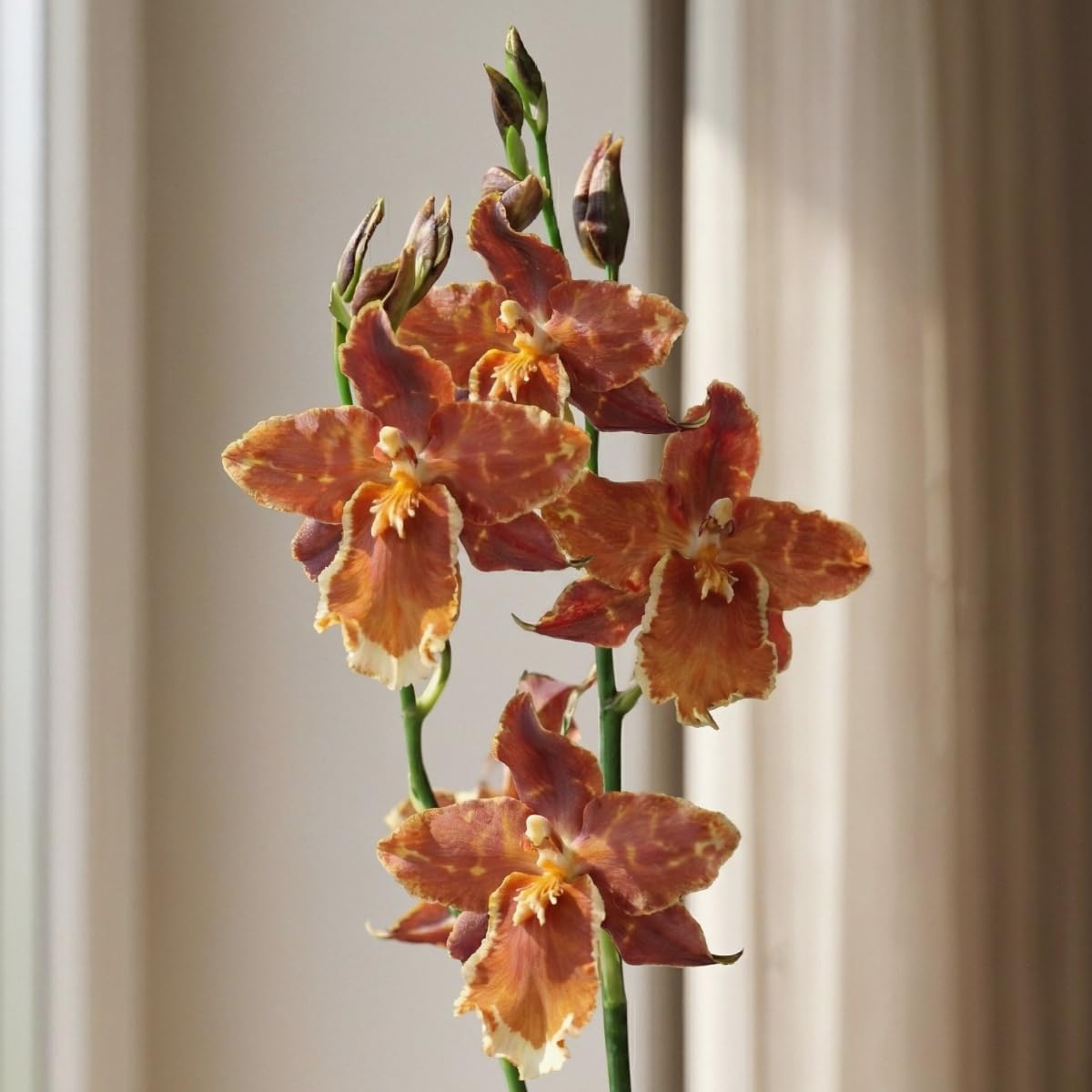 FLORASELF® Orchidee Cymbidie hybride 'Munsterland Stern' 2-tak geel potmaat 12 cm kopen