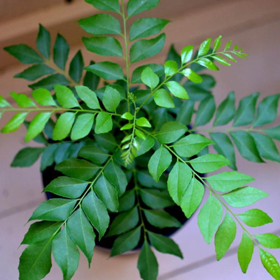 Image of EverEverGreen Live Curry Leaf Plant, Fresh Curry Patta for Home Garden herbal plant with black pot (pack of 1)
