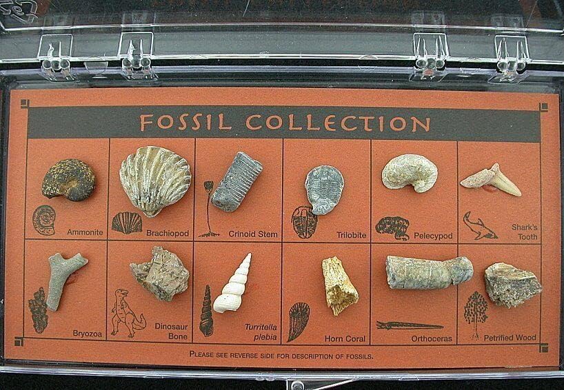 Natural Fossil Collection of The World in The Plastic Presentation Case FS1