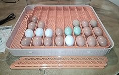 Review Image by FearNoT FearNoT