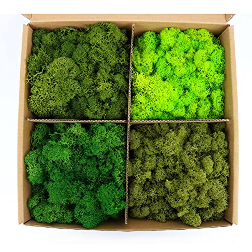 Image of Amoueterno Preserved Moss 4 Color Reindeer Moss,Total 14OZ Each Color 3.5OZ, Natural Real Green Moss DIY Kit Moss Crafts Art Wall Decor Florist Decor Forest Green /Yellow Green /Leaves Green /Grass Gree