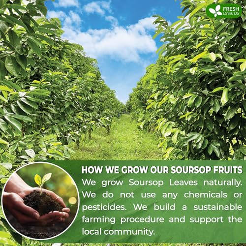 FreshDrinkUS, 40 Premium Soursop Graviola Fruit Tea Bags, 100% Natural and Pure from Soursop Fruits, Made With Natural Materials-Corn Fiber Tea Bag, Sugar/Caffeine/Gluten Free, Hoja Guanabana Tea - Thumbnail 5
