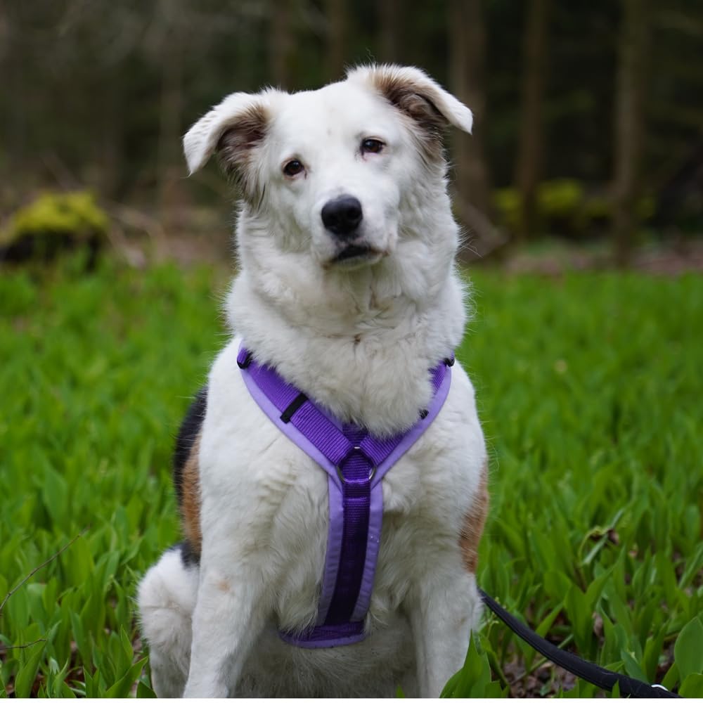 Anny-X Brustgeschirr Fun Lavendel | Hundegeschirr Größe XXS (Brustumfang 36-42 cm)