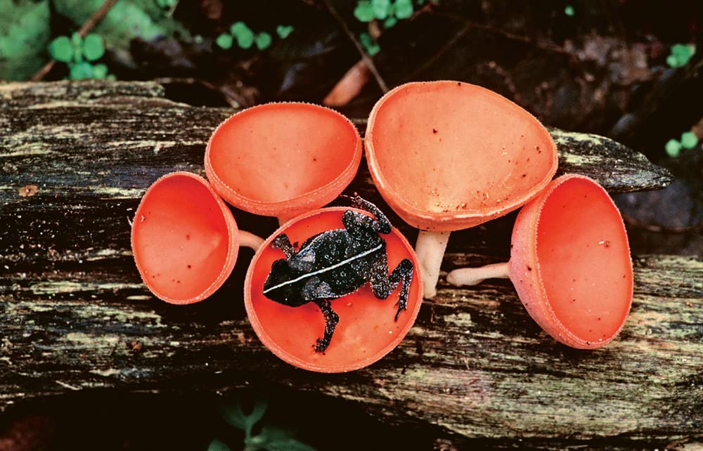 Hallucinants champignons - Leurs extraordinaires pouvoirs sur la santé, l'esprit et la planète