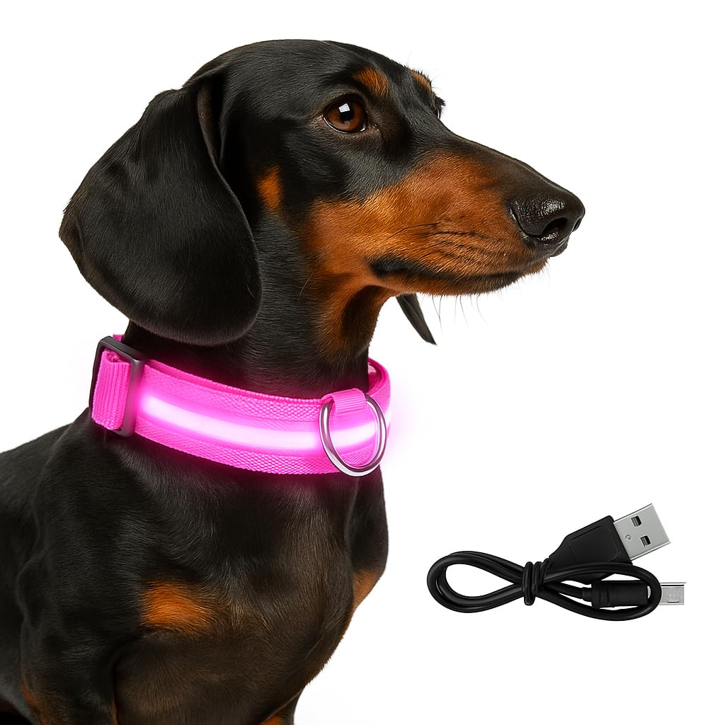 PetSafe Light Up Dog Collar - LED Dog Collar Light Rechargeable - Illuminated LED Collars for Dogs - Glow in the Dark, Luminous Design - Flashing Light Up Collar for Safety - USB Chargeable