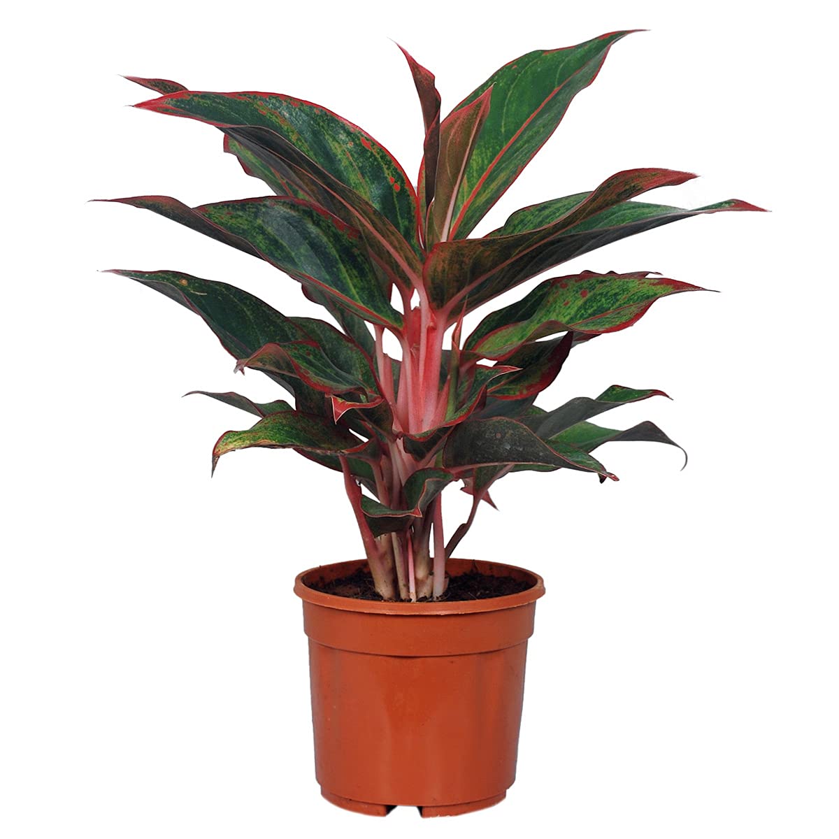 Pedpoudhe Aglaonema Red Lipstick Plant-image-48