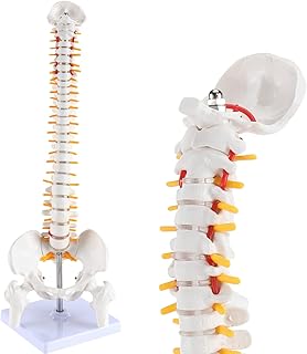 Miniature Spine Anatomy Model, 15.5" Mini Vertebral Column Model Details Vertebrae, Spinal Nerves, Lumbar & Pelvis, with Stand for Medical Students and Chiropractors (Includes Product Manual)